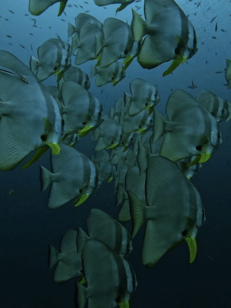 03/13/2026 Dive Log - Camia 2