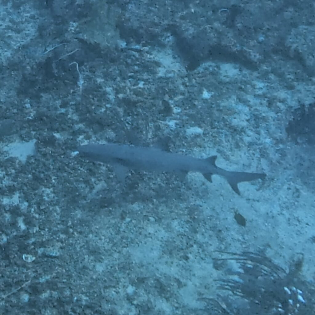 04/12/2026 Dive Log - Punta bunga