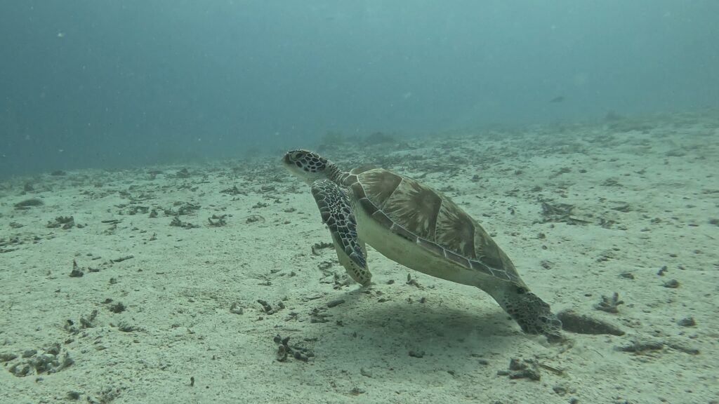 06/03/2026 Dive Log - Laguna