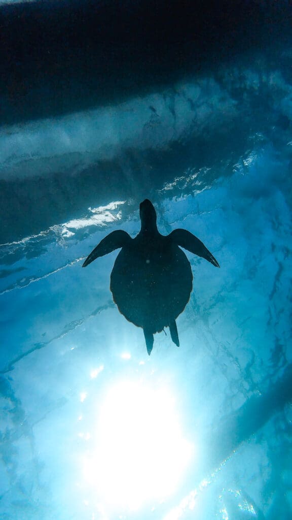 07/12/2025 Dive Log - Laguna