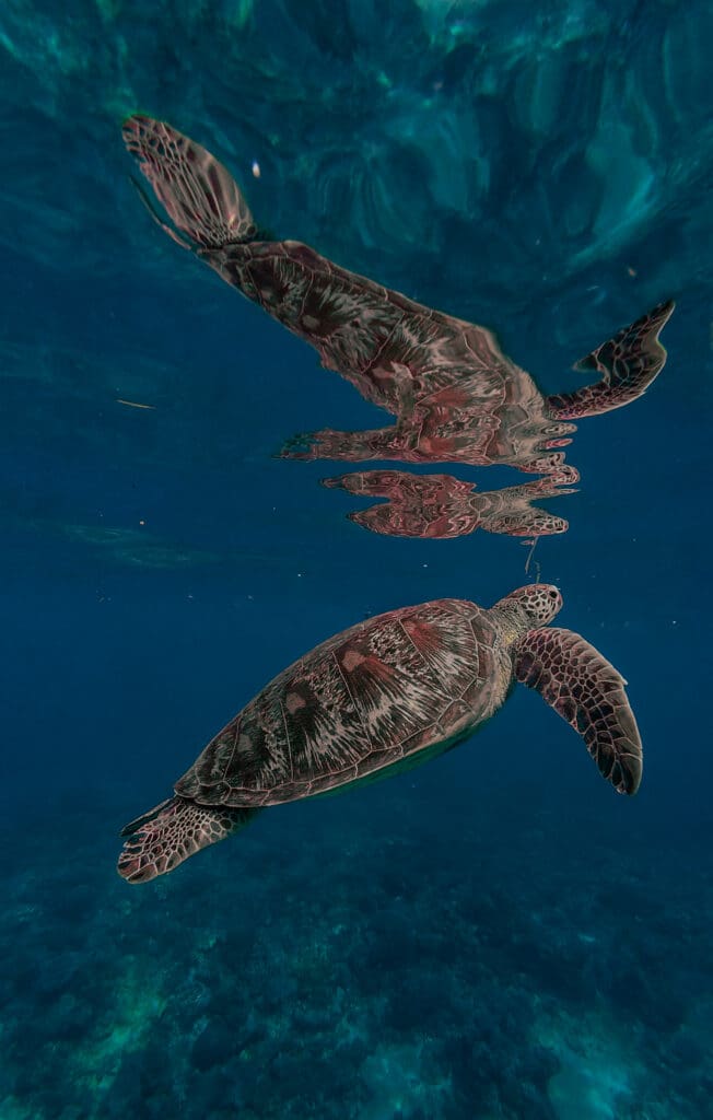 07/14/2025 Dive Log - Laguna