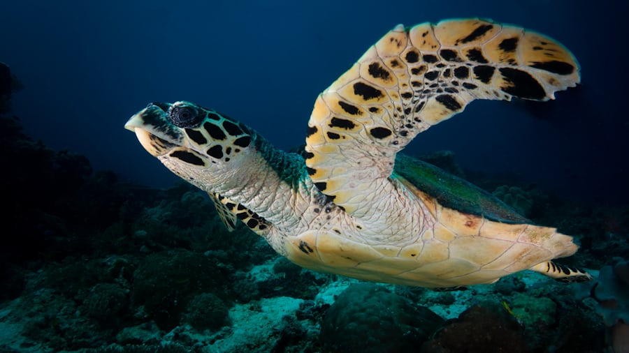 Marine Life of Boracay 2026: Top 5 Creatures You Can Encounter Underwater. Boracay isn't just famous for its white sand — its reefs and wrecks are home to an incredible variety of marine life. At New Wave Divers, here are the five creatures we love spotting most on our dives.