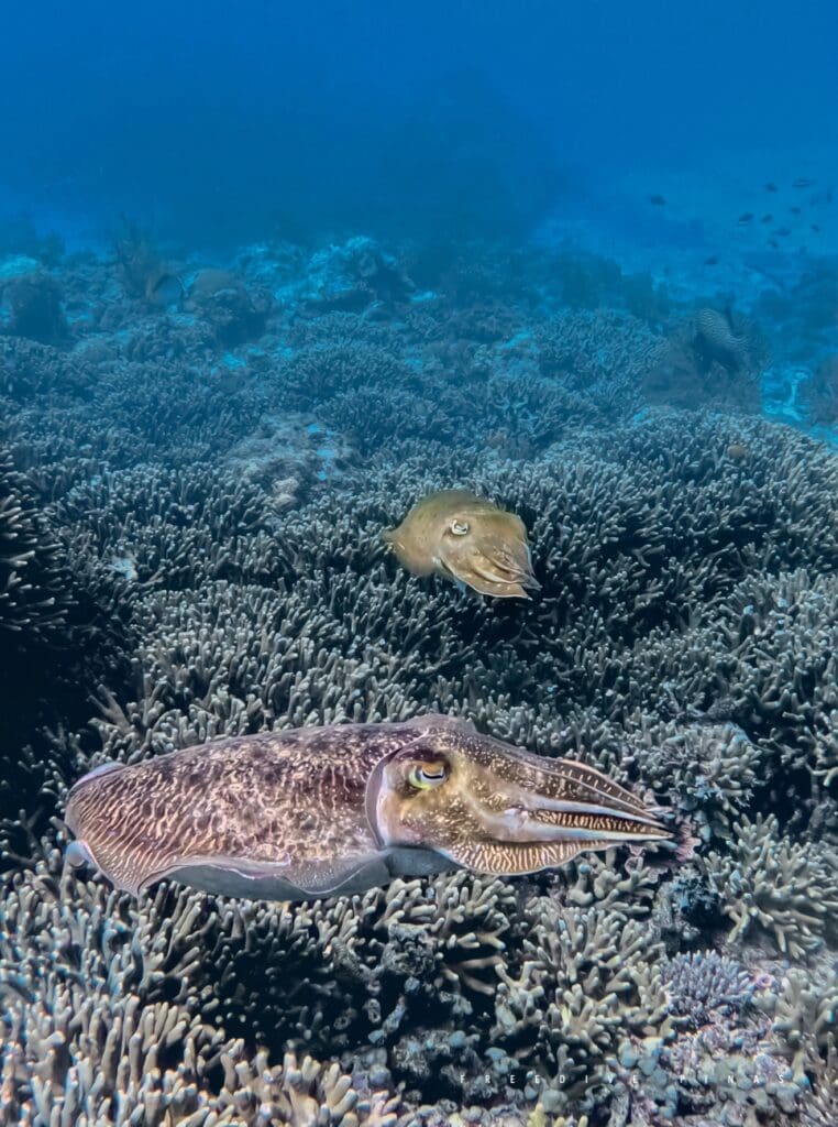 07/09/2025 Dive Log - Laguna