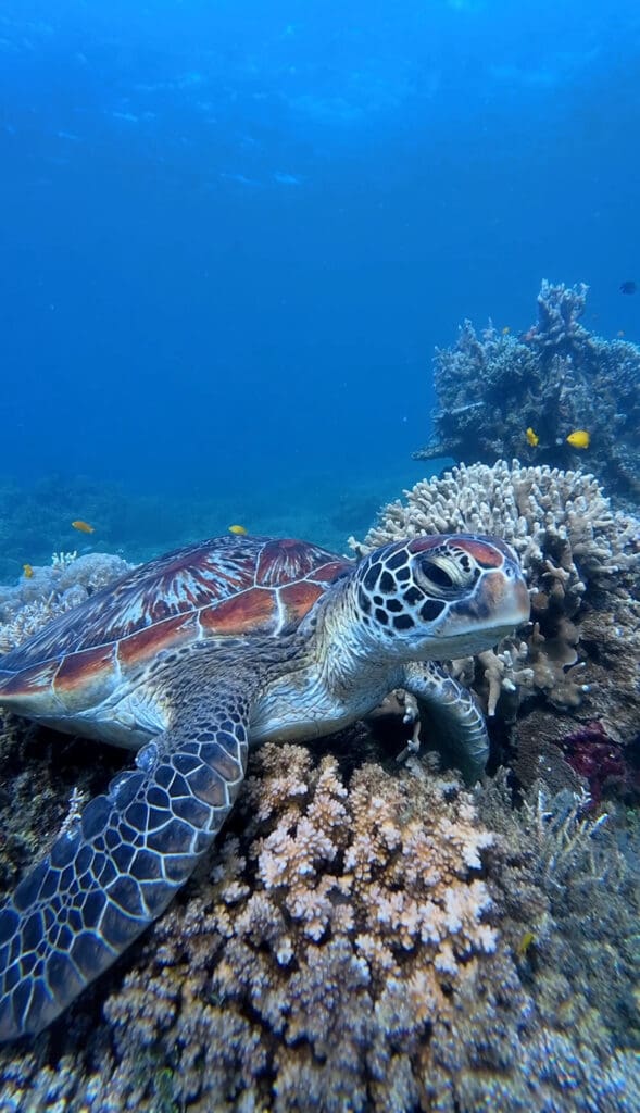 07/23/2025 Dive Log - Laguna