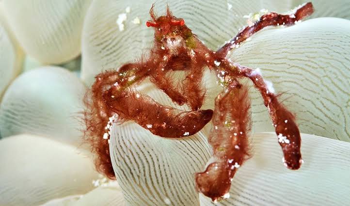 03/01/2026 Dive Log - CAMIA II