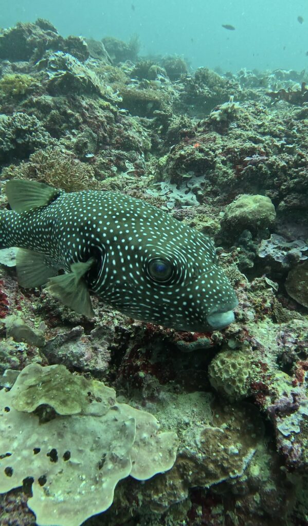 03/22/2026 Dive Log - Virgin drop