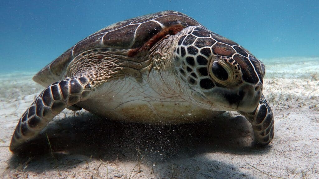 04/19/2025 Dive Log - Balinghai