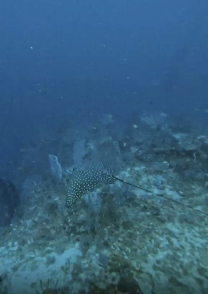 05/07/2026 Dive Log - Balinghai
