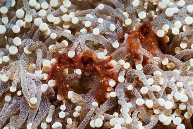 04/13/2025 Dive Log - Friday’s Rock