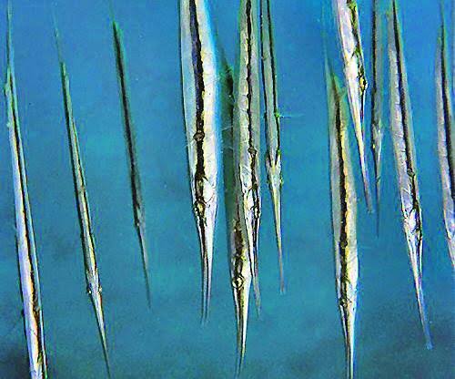 05/05/2025 Dive Log - Friday’s Rock