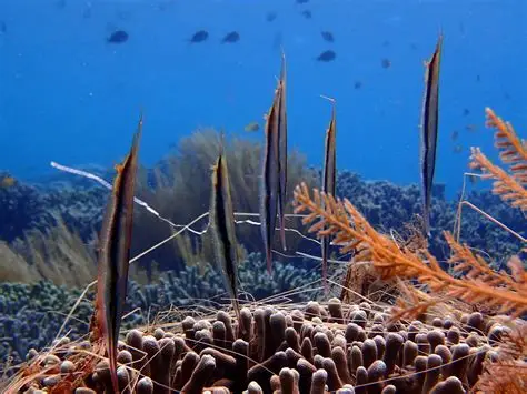 09/28/2025 Dive Log - Lobster Rock