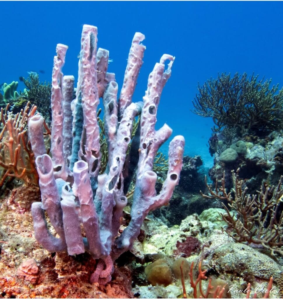 04/03/2025 Dive Log - Fridays Reef