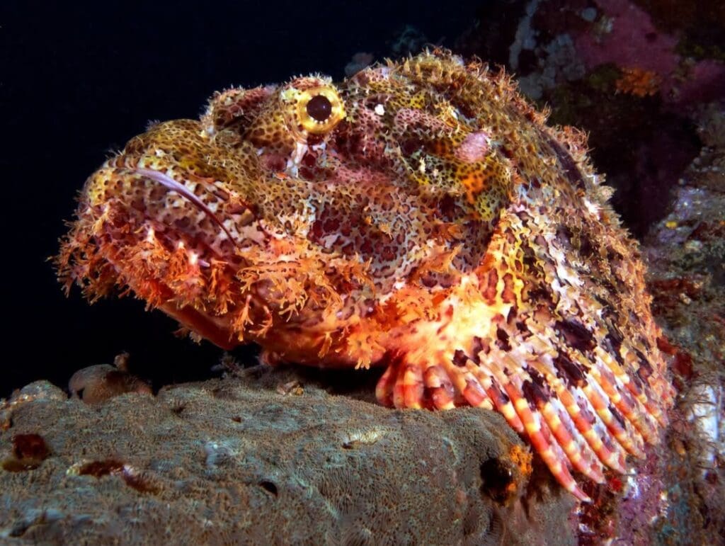 04/07/2025 Dive Log - Camia 2