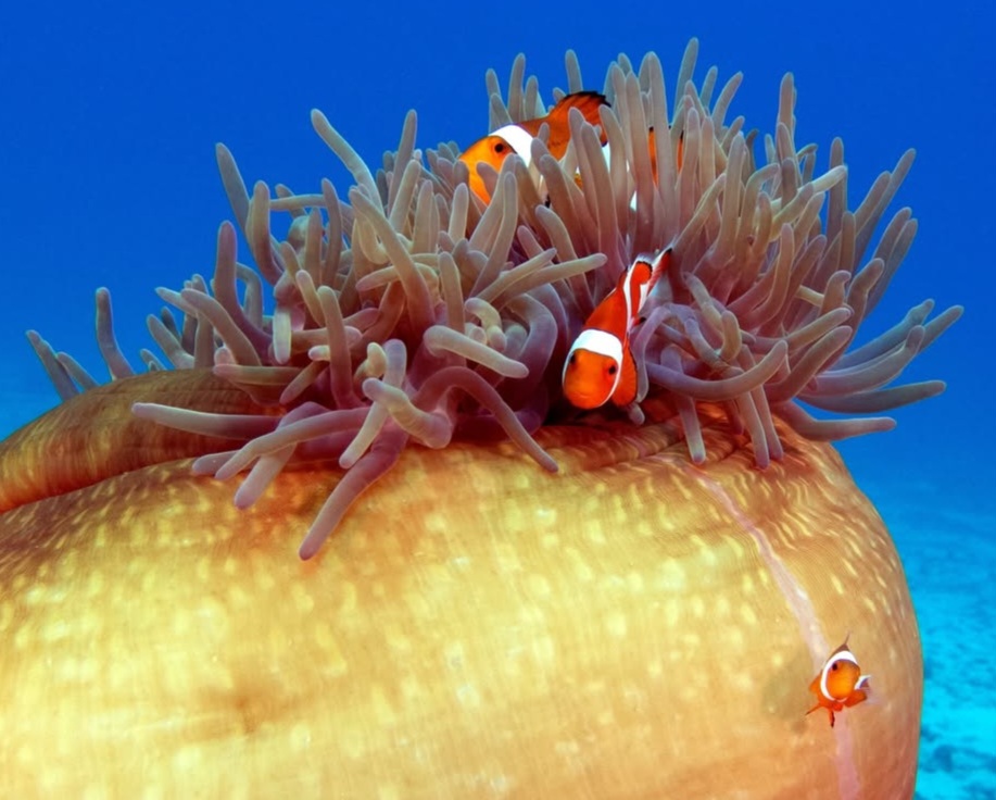 05/09/2025 Dive Log - Diniwid