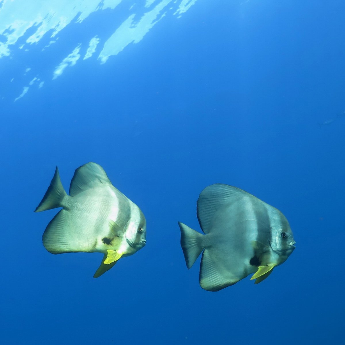 Top 3 dive sites Boracay 2026