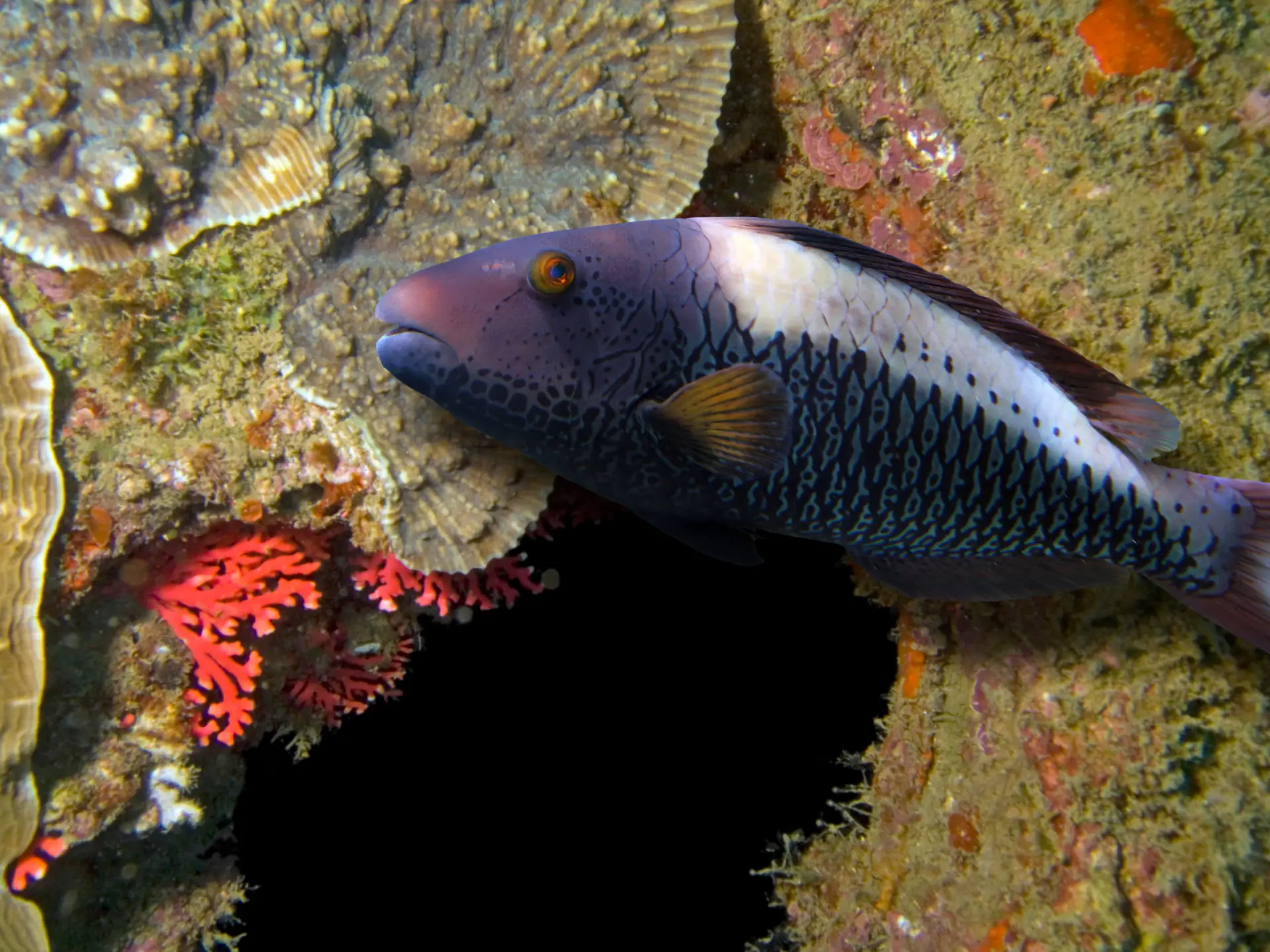 bridled parrotfish