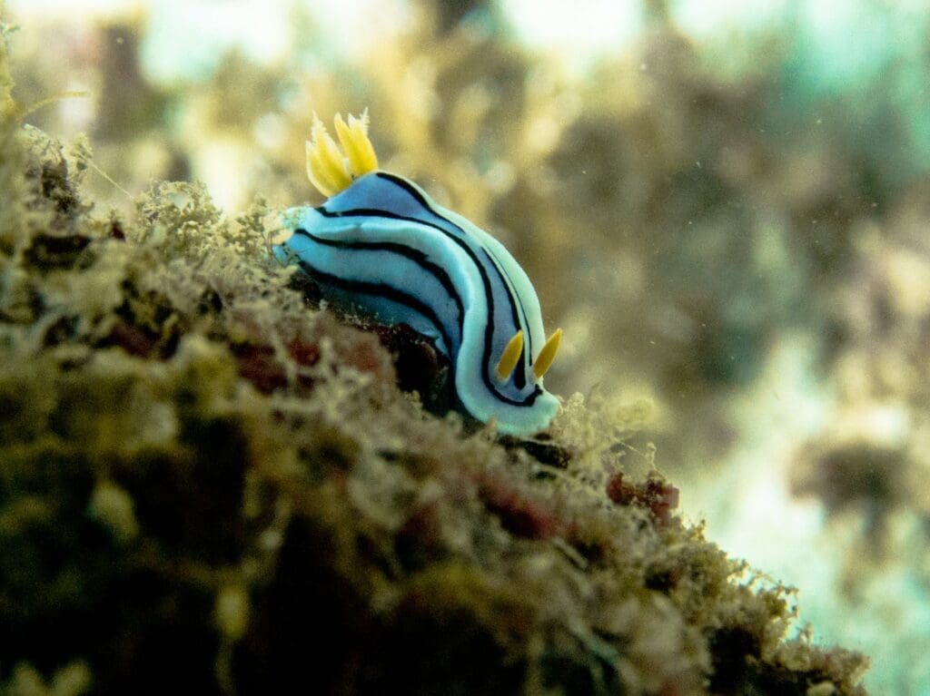 09/08/2025 Dive Log - LAGUNA