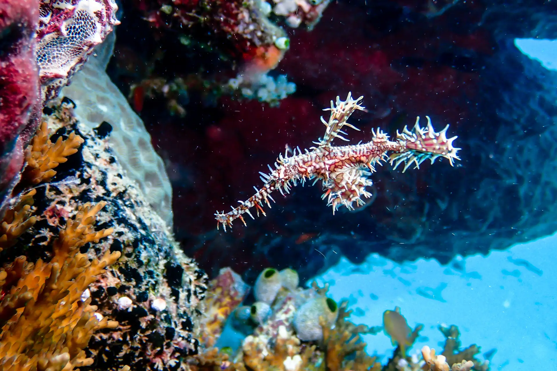 ghost-pipe-fish underwater photography boracay