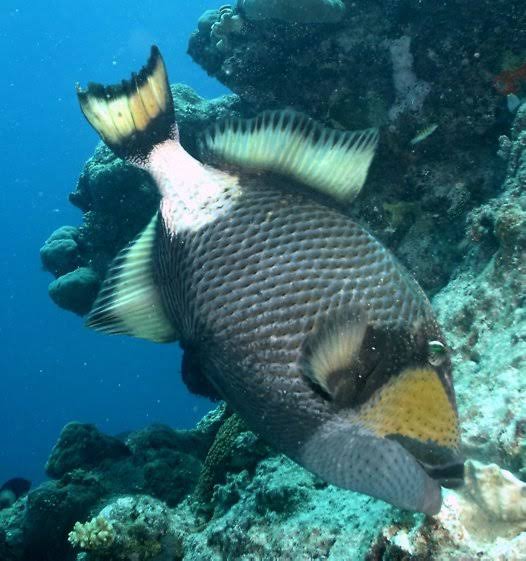 06/12/2025 Dive Log - LAGUNA