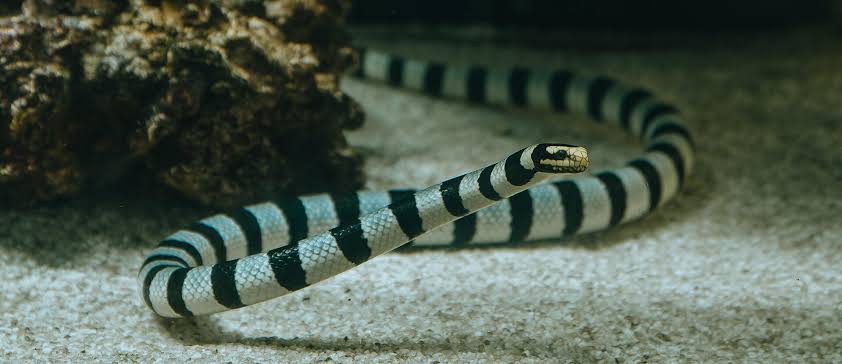 12/04/2025 Dive Log - FRIDAY'S ROCK