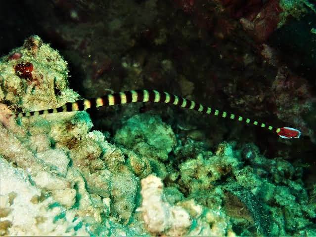 06/02/2025 Dive Log - FRIDAY'S ROCK