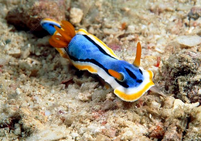 07/21/2025 Dive Log - TAMBISAAN