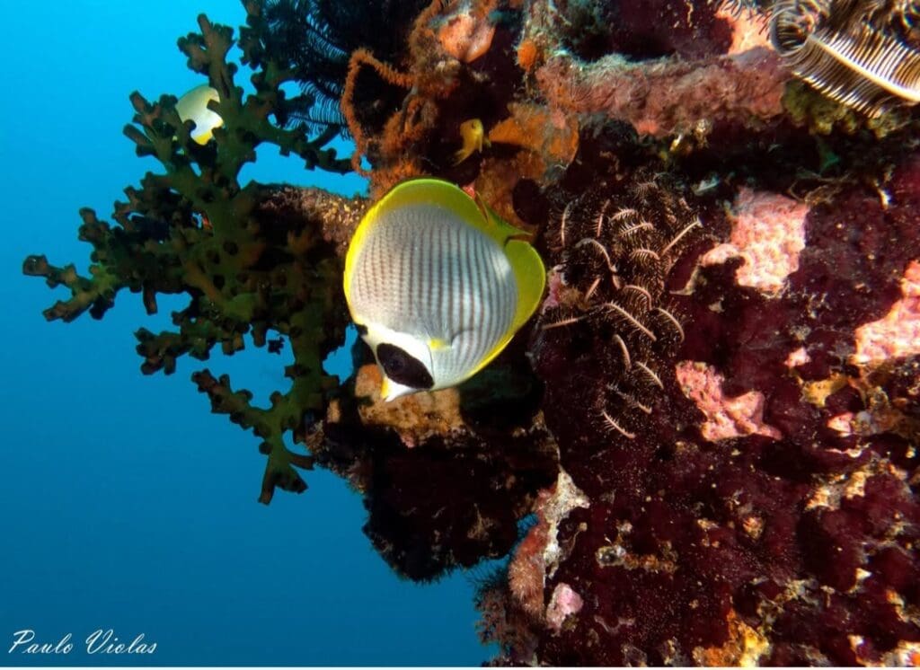 04/12/2025 Dive Log - Camia 2