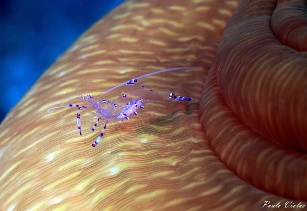 02/21/2025 Dive Log - Balinghai