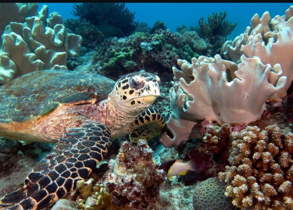 01/05/2026 Dive Log - Fridays Reef