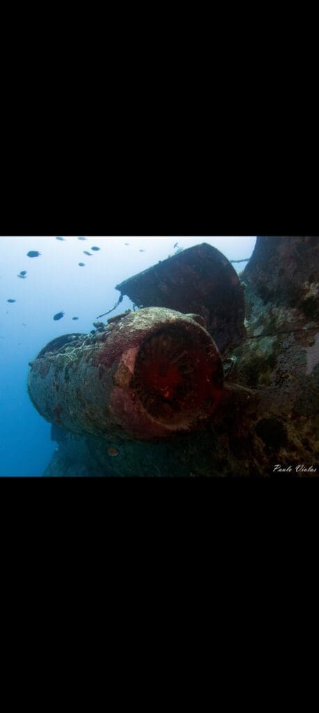 12/08/2024 Dive Log - Tribird Airplane wreck