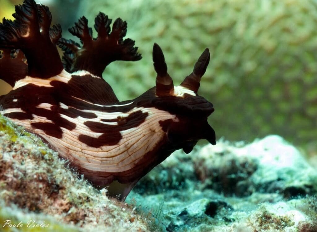 04/02/2025 Dive Log - Angol Point