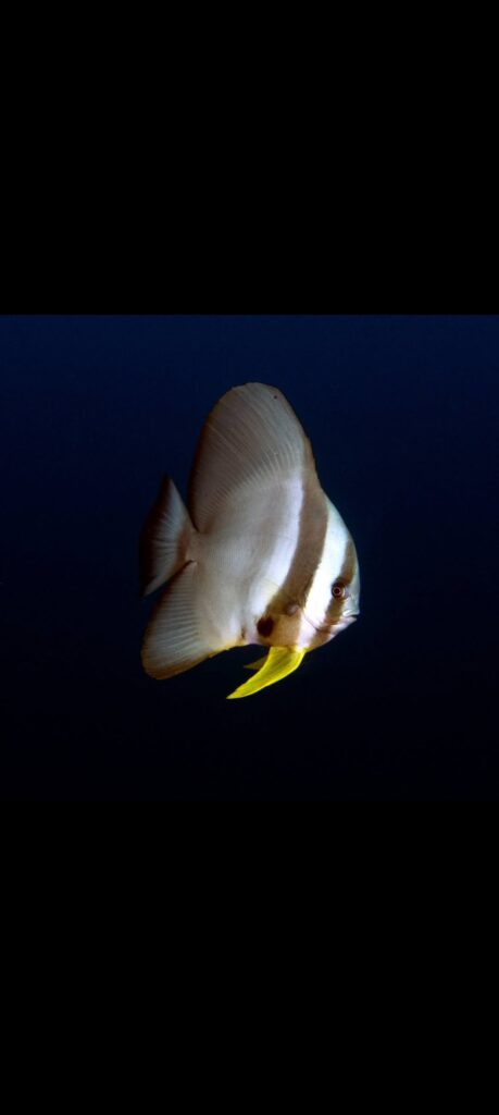 10/25/2025 Dive Log - Camia 2