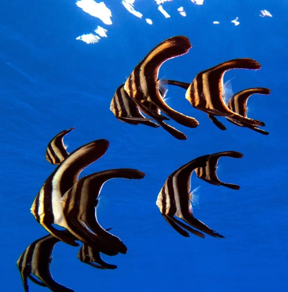 08/05/2025 Dive Log - Fridays Rock