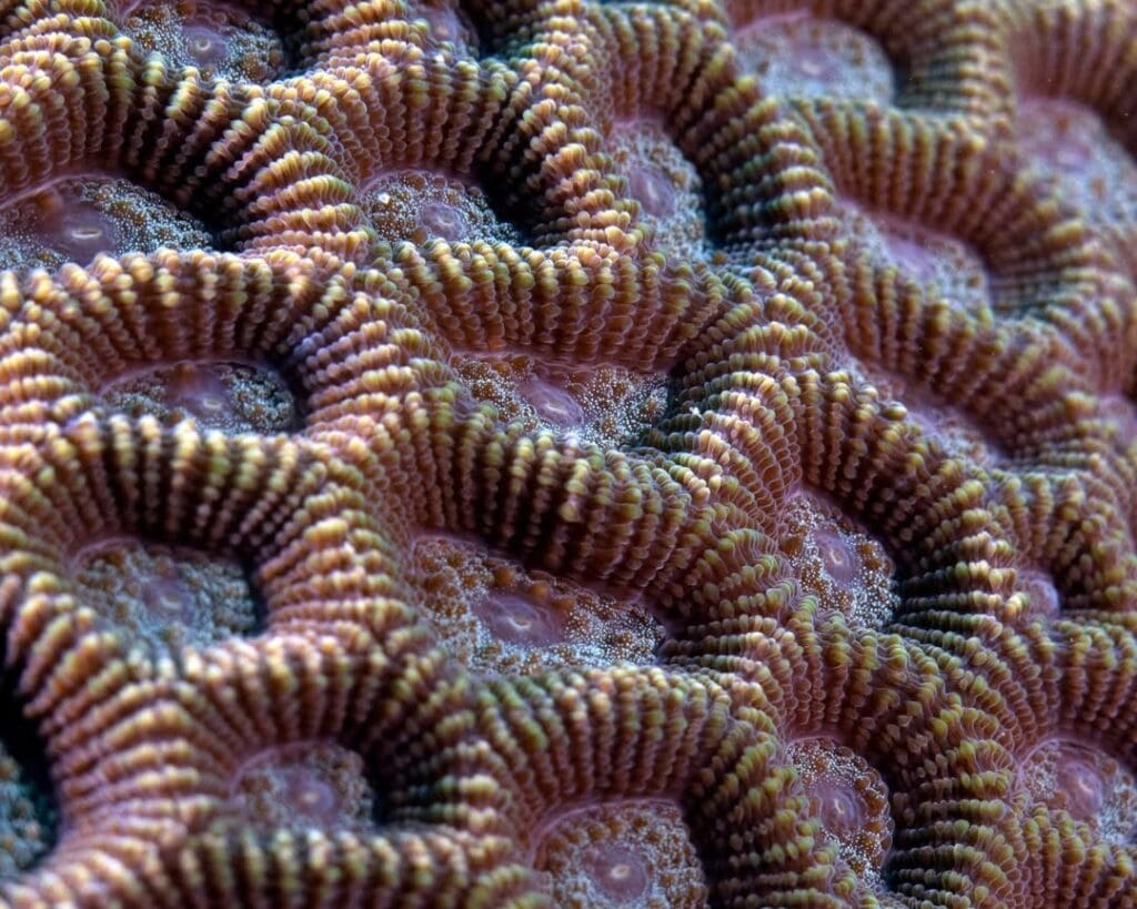 07/08/2025 Dive Log - Crocodile Island