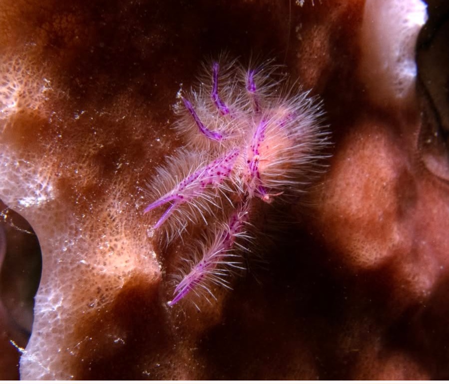 05/28/2025 Dive Log - Camia 2