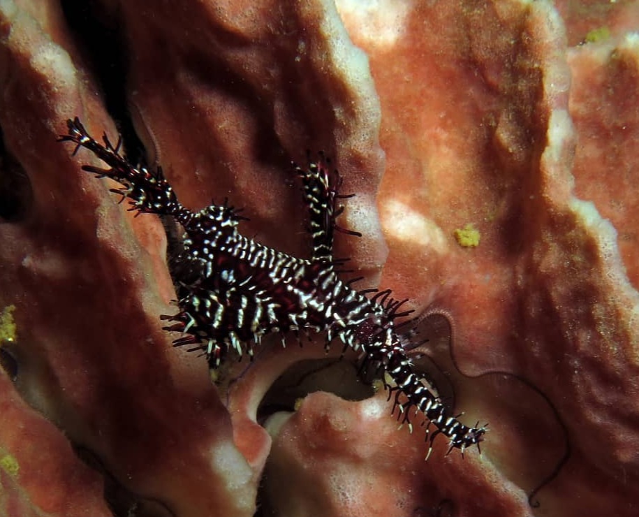 Ghost Pipefish in Boracay