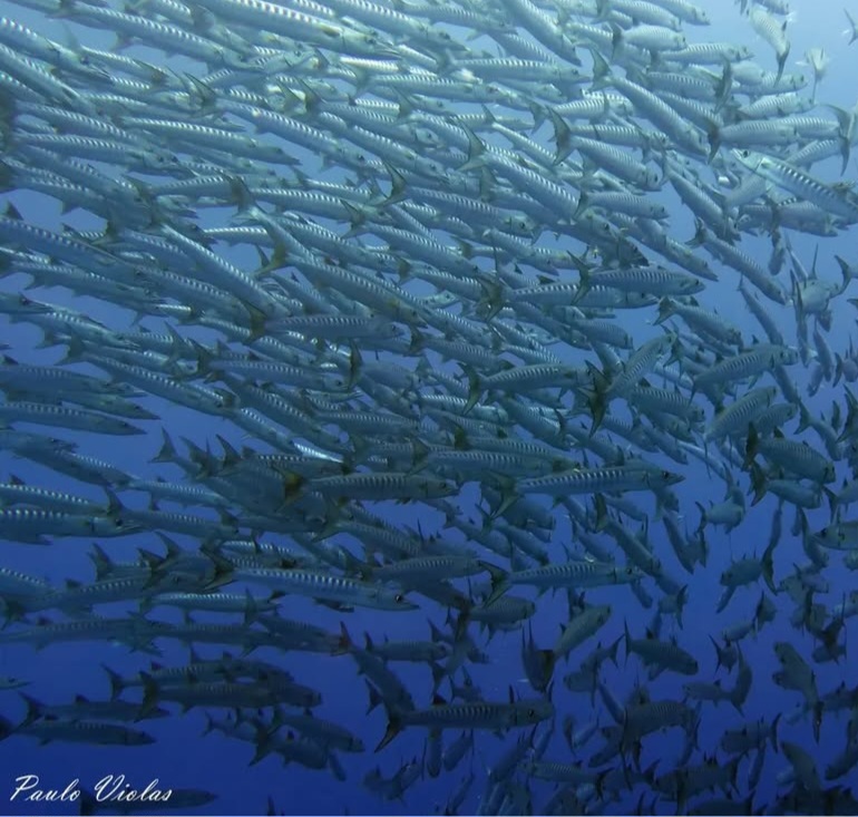 04/08/2025 Dive Log - Balinghai