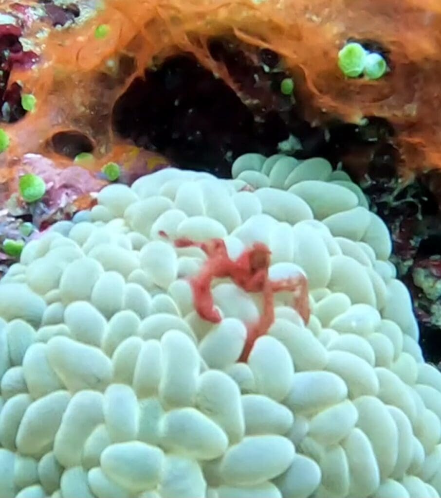 03/11/2025 Dive Log - Fridays reef