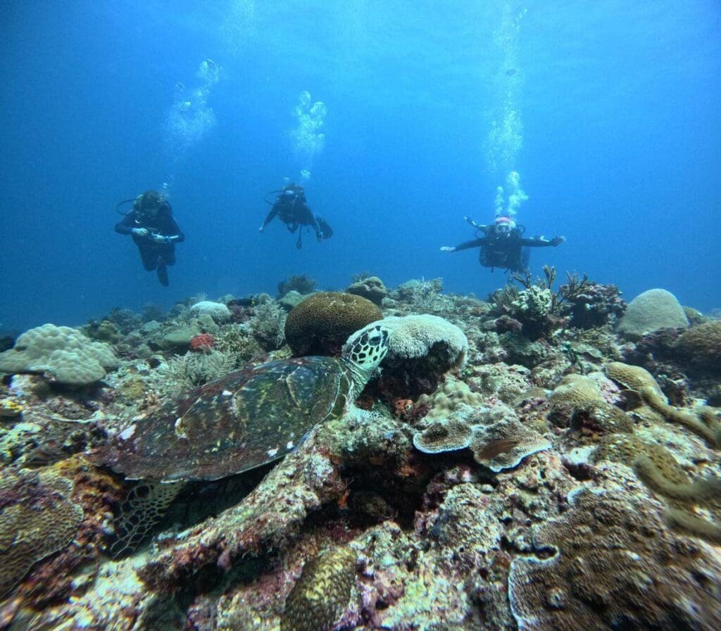 11/22/2024 Dive Log - Diniwid