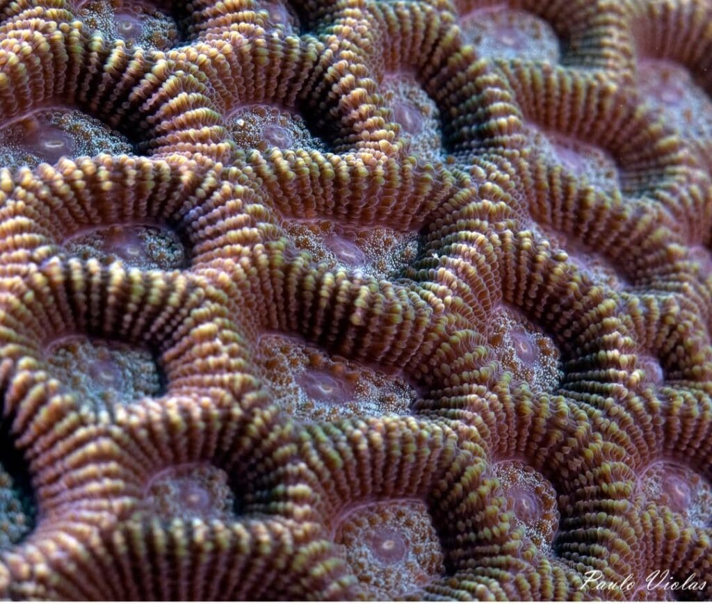 05/20/2025 Dive Log - Lobster Rock