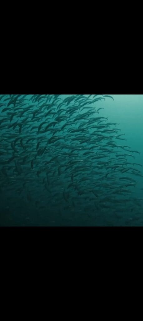 02/07/2025 Dive Log - Balinghai