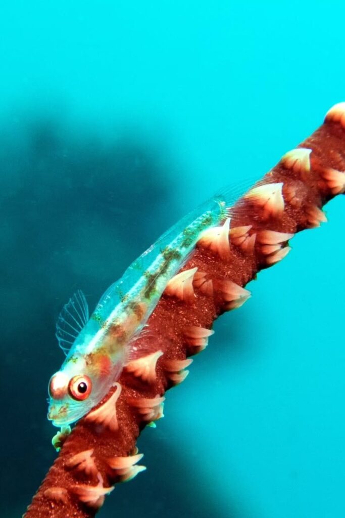 10/12/2025 Dive Log - Lobster Rock