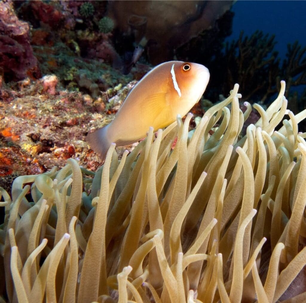 08/24/2025 Dive Log - Fridays Rock