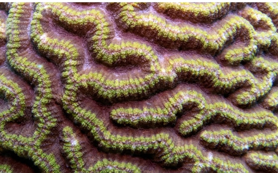 10/10/2025 Dive Log - Diniwid