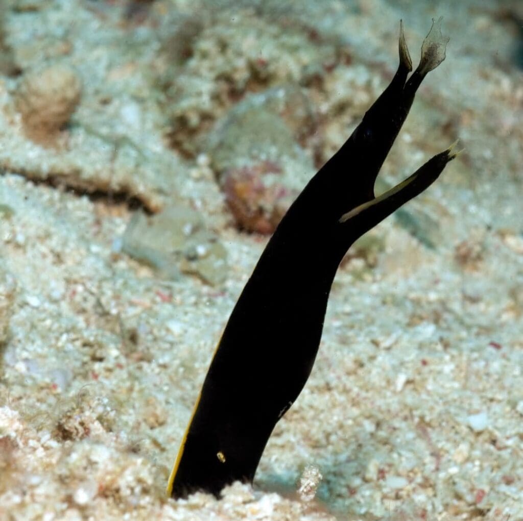 08/28/2025 Dive Log - Laguna