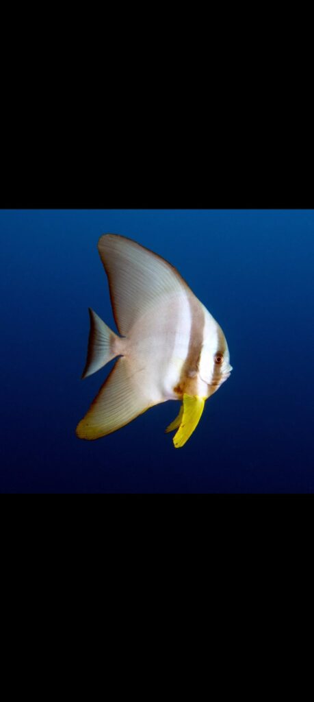 03/17/2026 Dive Log - Camia 2