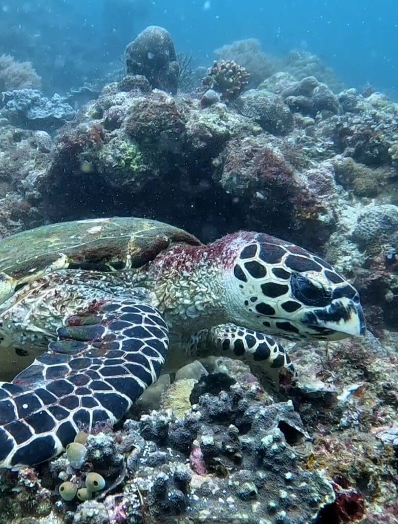 03/08/2025 Dive Log - Fridays Rock