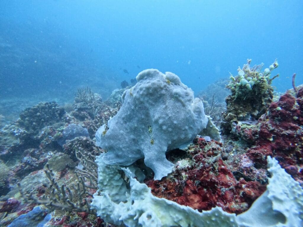 03/09/2025 Dive Log - Friday's Rock