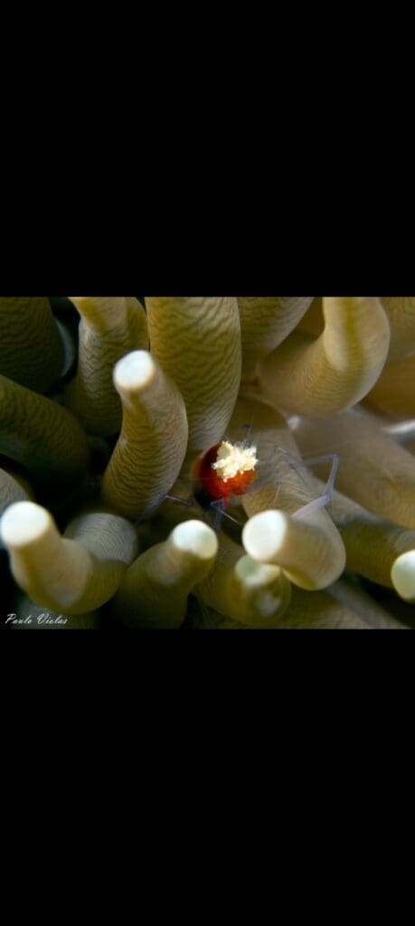 04/18/2025 Dive Log - Fridays Reef