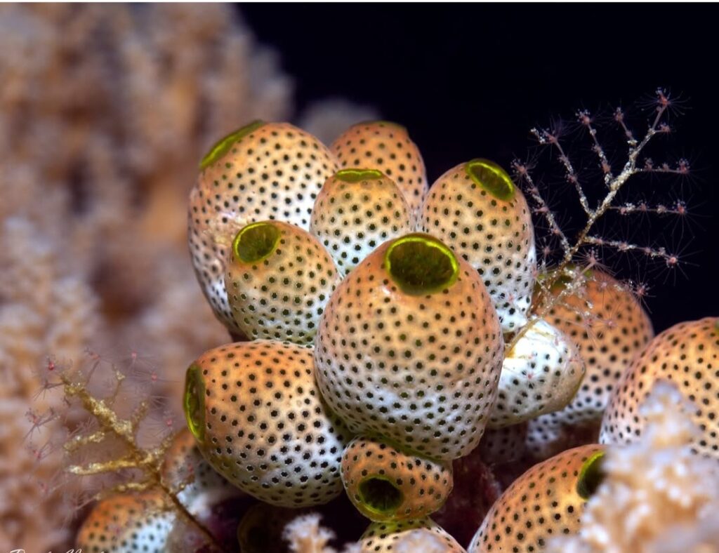 10/26/2025 Dive Log - Fridays Rock